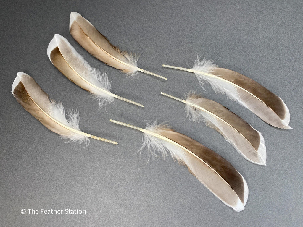 Blue and grey iridescent mallard duck feathers, 20-30 cm, 8-12 inch, home decor, dreamcatcher, long teal headpiece, cosplay