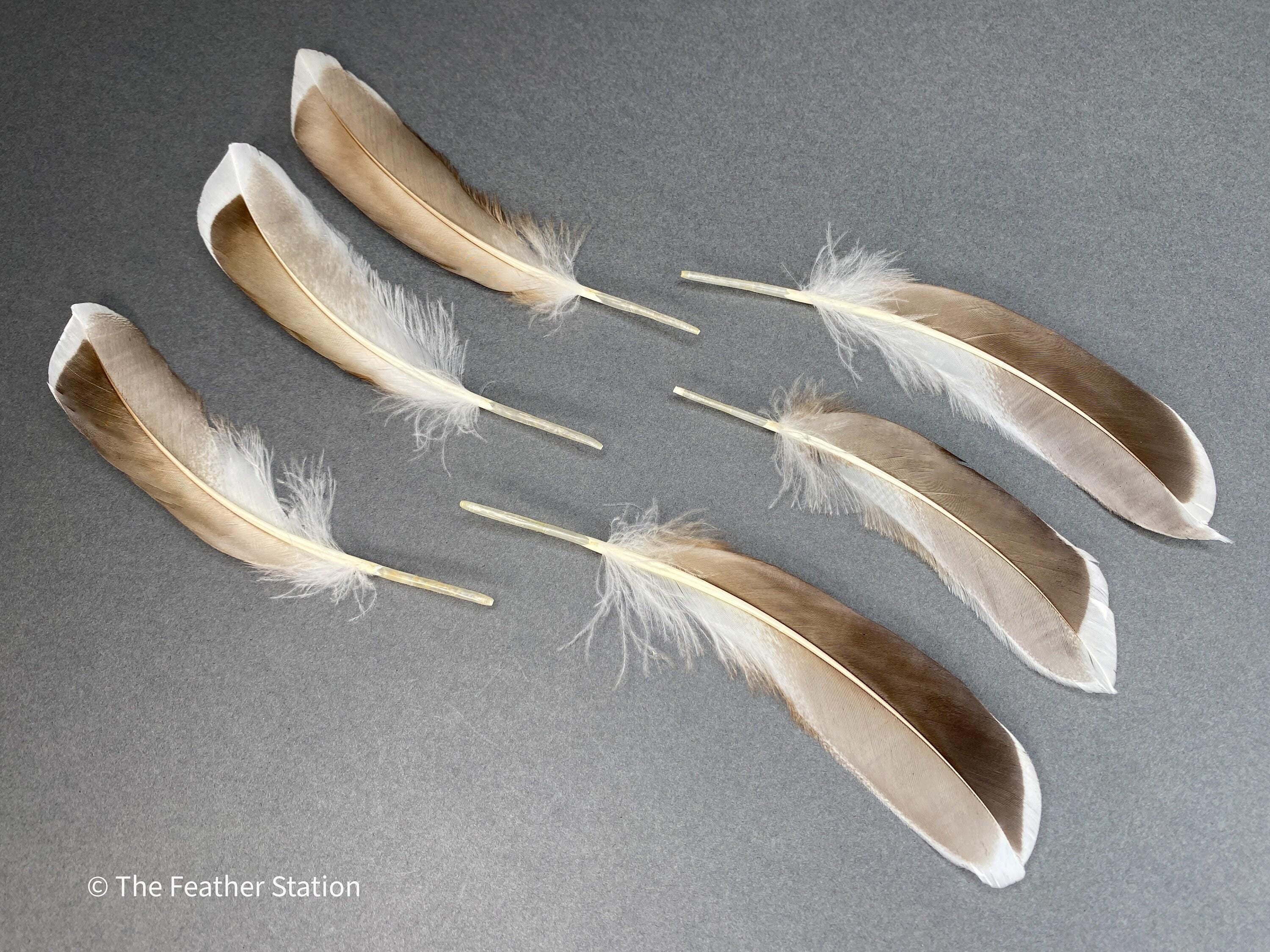 Blue and grey iridescent mallard duck feathers, 20-30 cm, 8-12 inch, home decor, dreamcatcher, long teal headpiece, cosplay