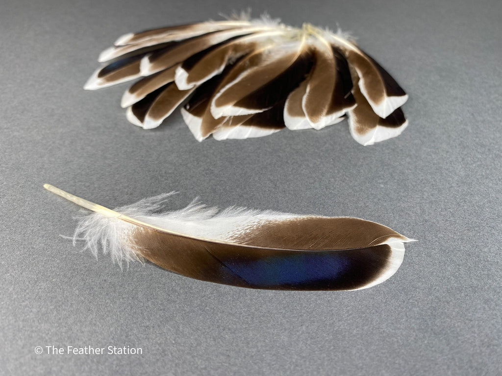 Blue and grey iridescent mallard duck feathers, 20-30 cm, 8-12 inch, home decor, dreamcatcher, long teal headpiece, cosplay