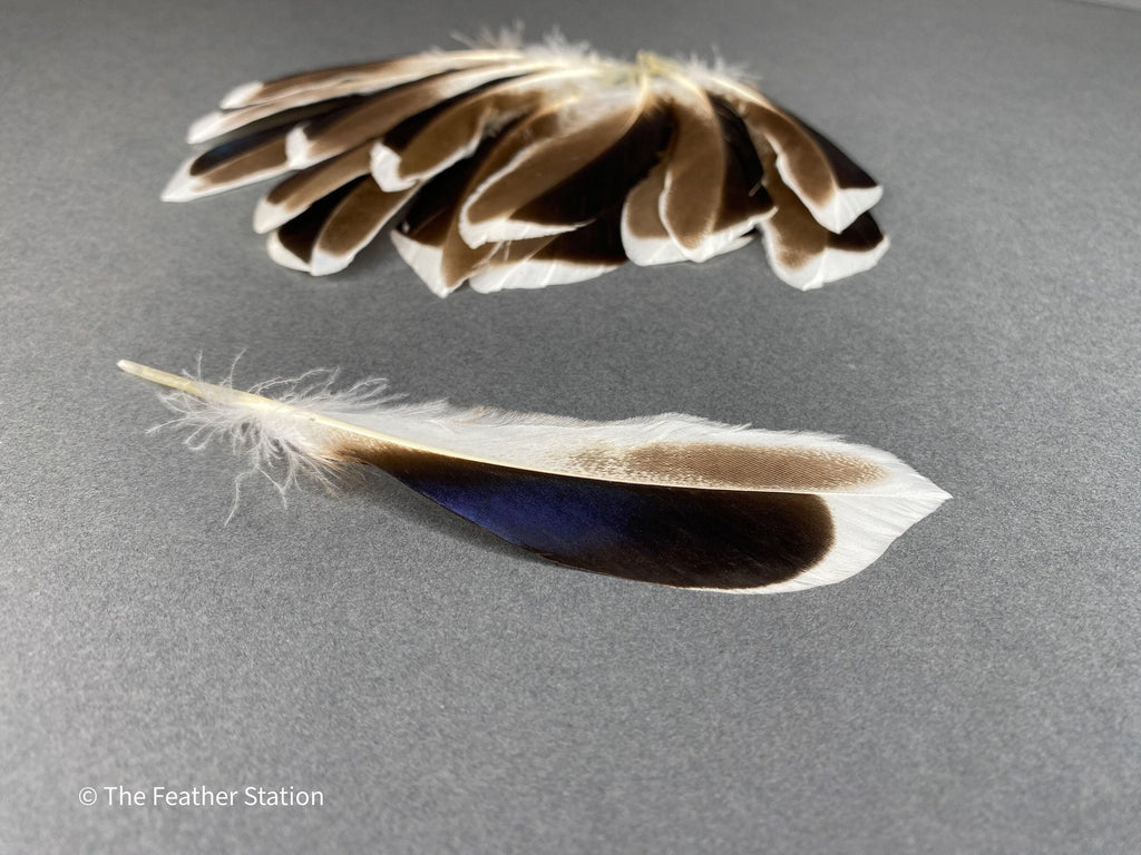 Blue and grey iridescent mallard duck feathers, 20-30 cm, 8-12 inch, home decor, dreamcatcher, long teal headpiece, cosplay