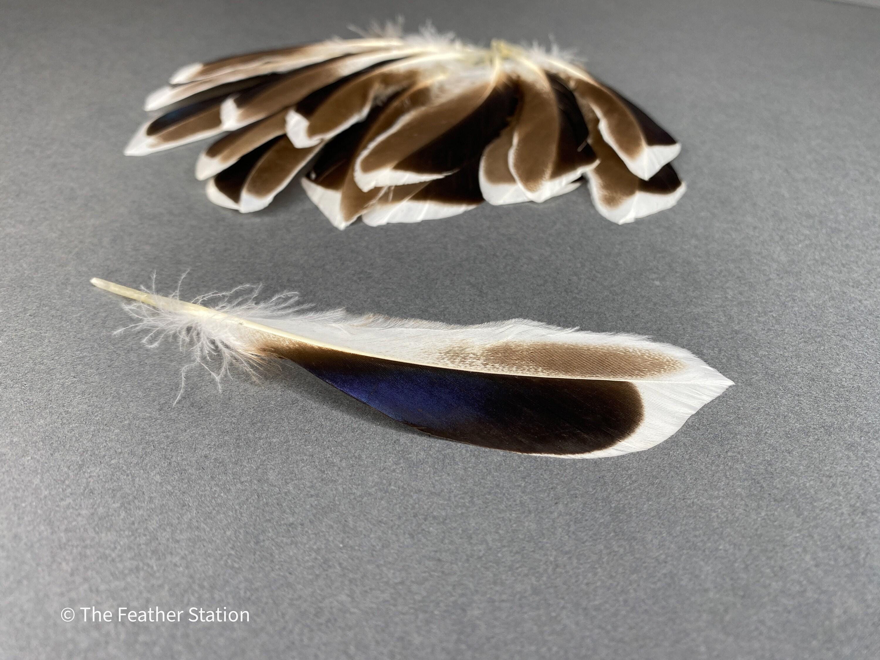 Blue and grey iridescent mallard duck feathers, 20-30 cm, 8-12 inch, home decor, dreamcatcher, long teal headpiece, cosplay