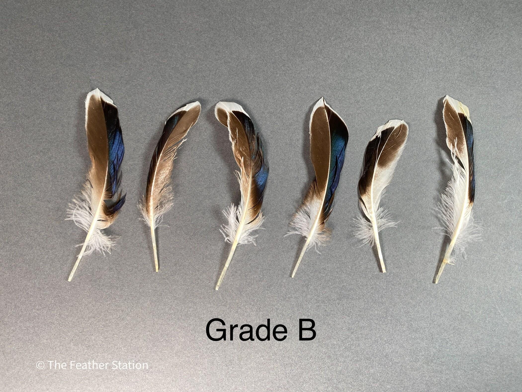 Blue and grey iridescent mallard duck feathers, 20-30 cm, 8-12 inch, home decor, dreamcatcher, long teal headpiece, cosplay