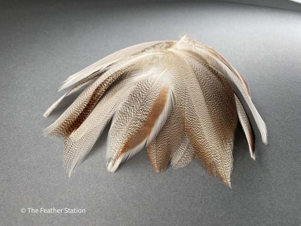 Brown mallard duck speckled flank feather, 4-8 CM cm, 2-3 inch