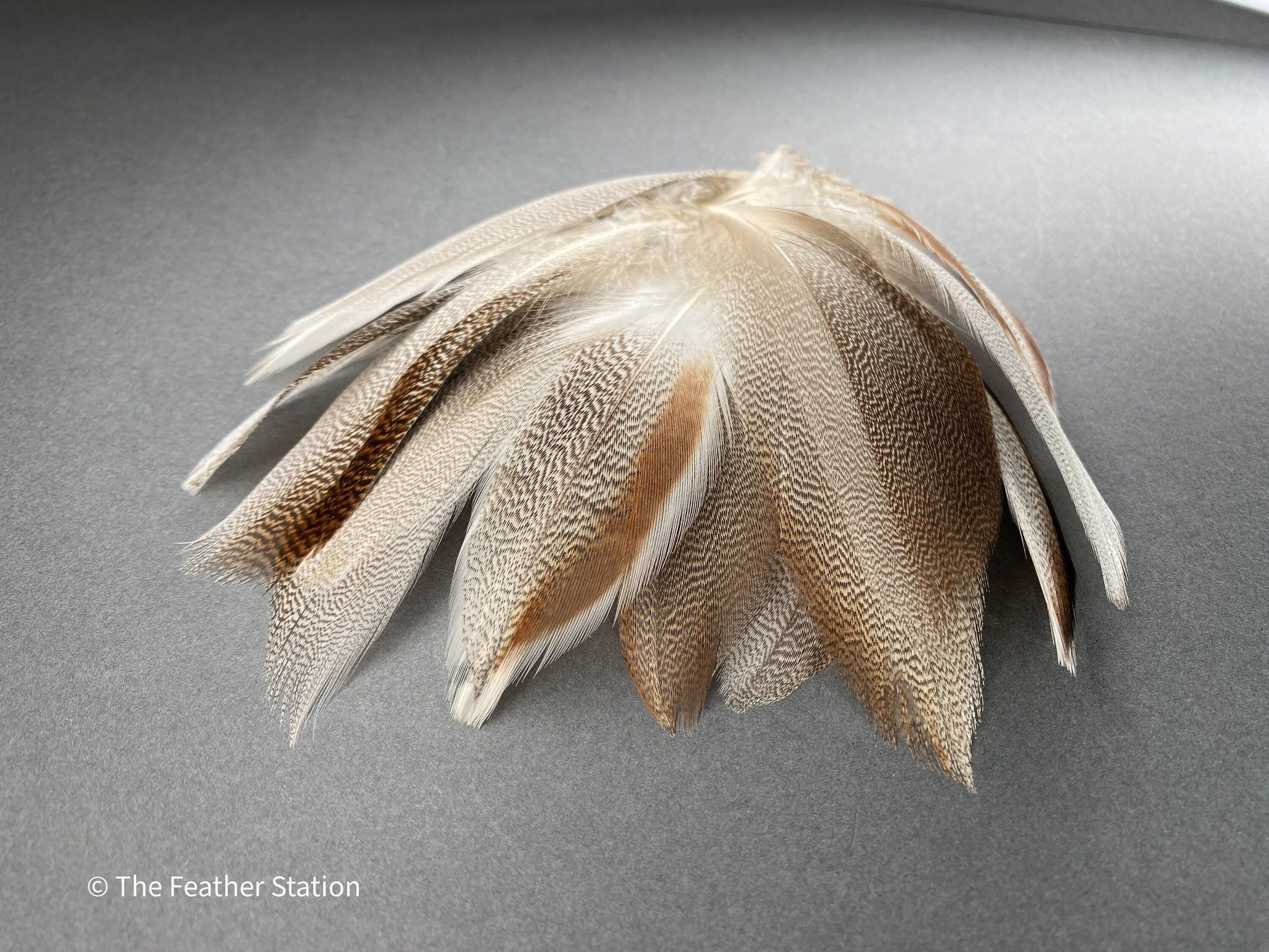 Brown mallard duck speckled flank feather, 4-8 CM cm, 2-3 inch