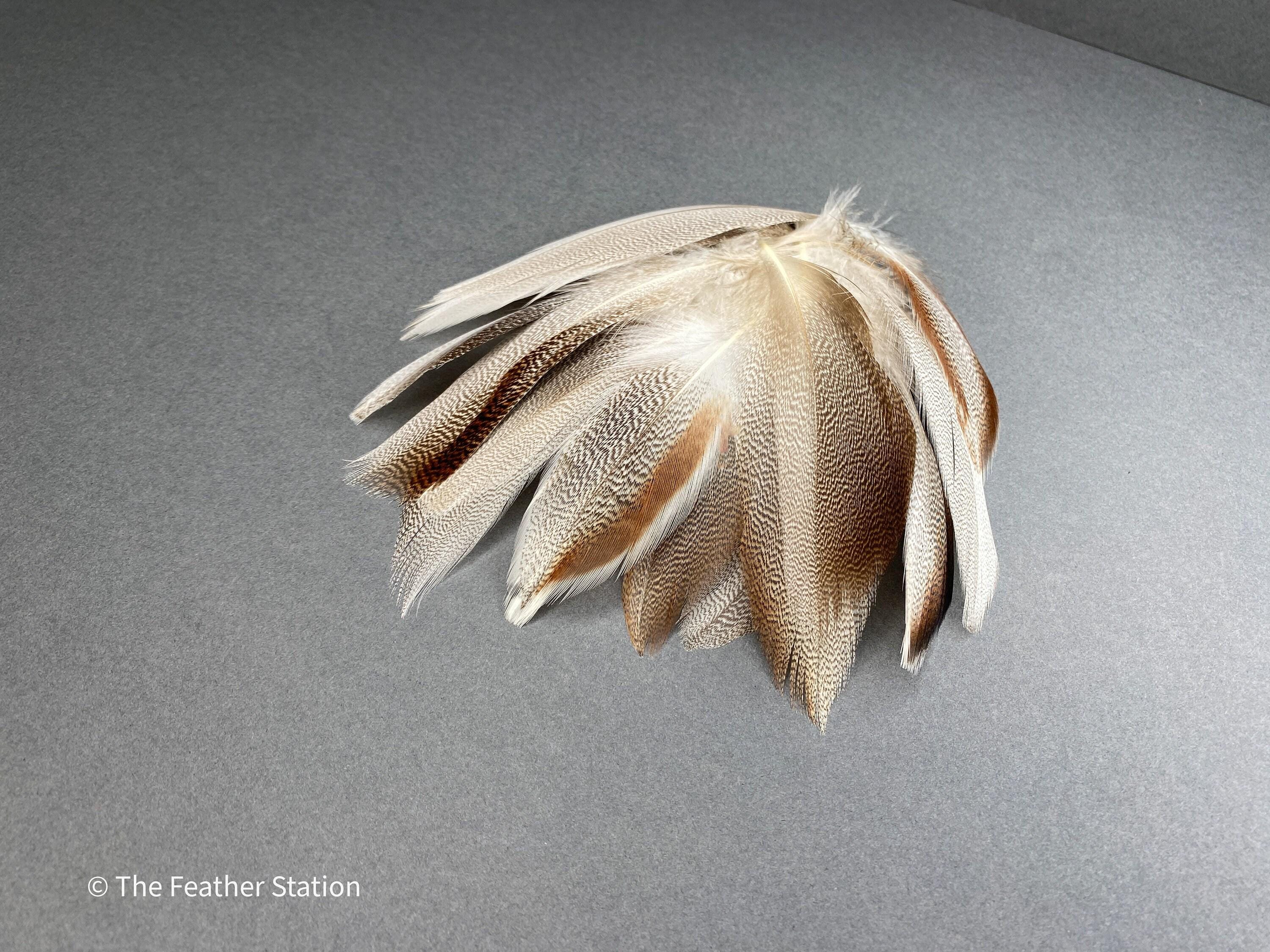 Brown mallard duck speckled flank feather, 4-8 CM cm, 2-3 inch