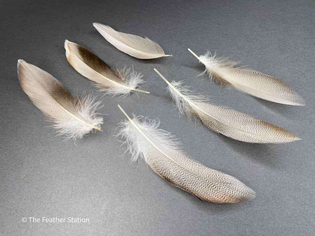 Brown mallard duck speckled flank feather, 4-8 CM cm, 2-3 inch