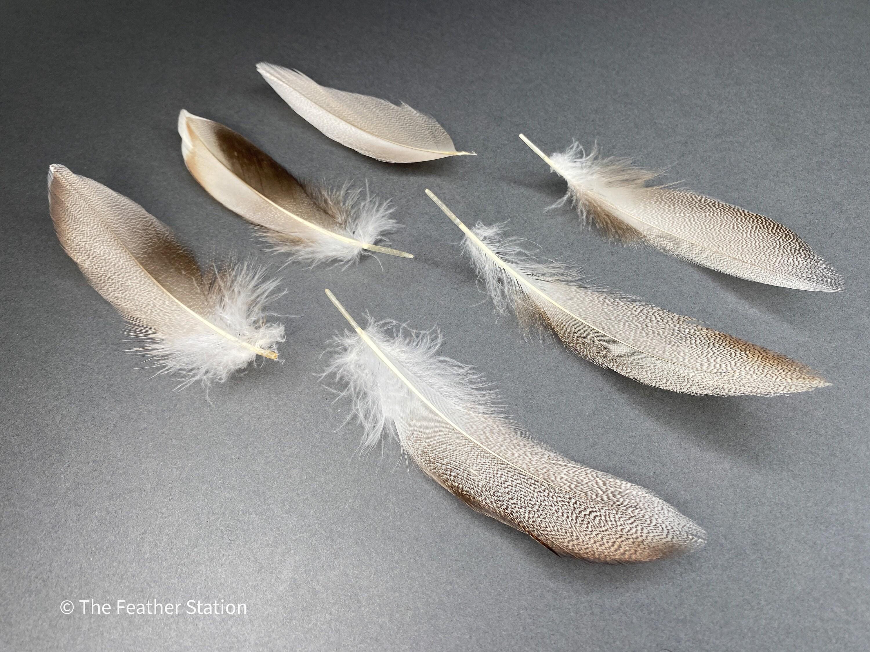 Brown mallard duck speckled flank feather, 4-8 CM cm, 2-3 inch