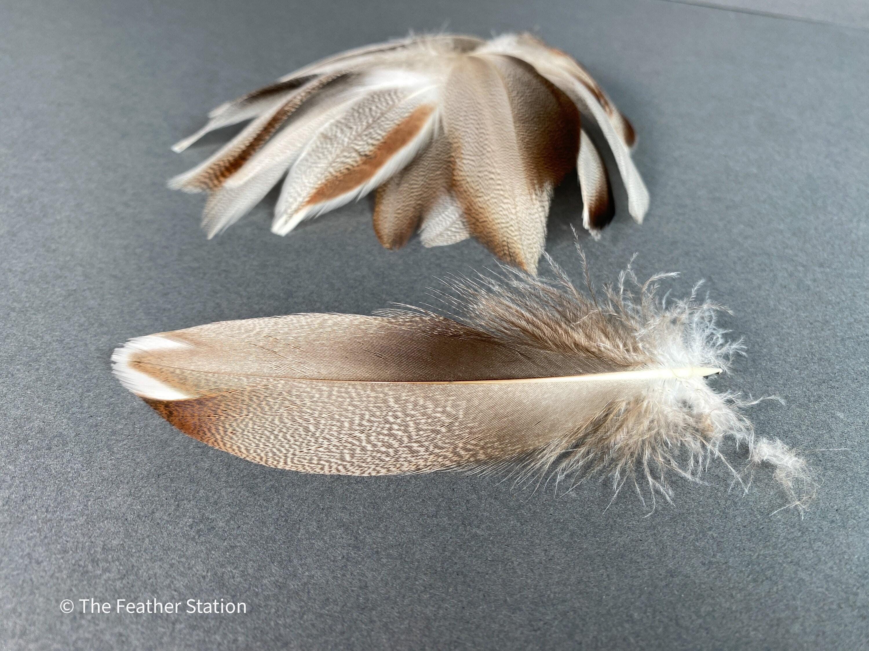 Brown mallard duck speckled flank feather, 4-8 CM cm, 2-3 inch