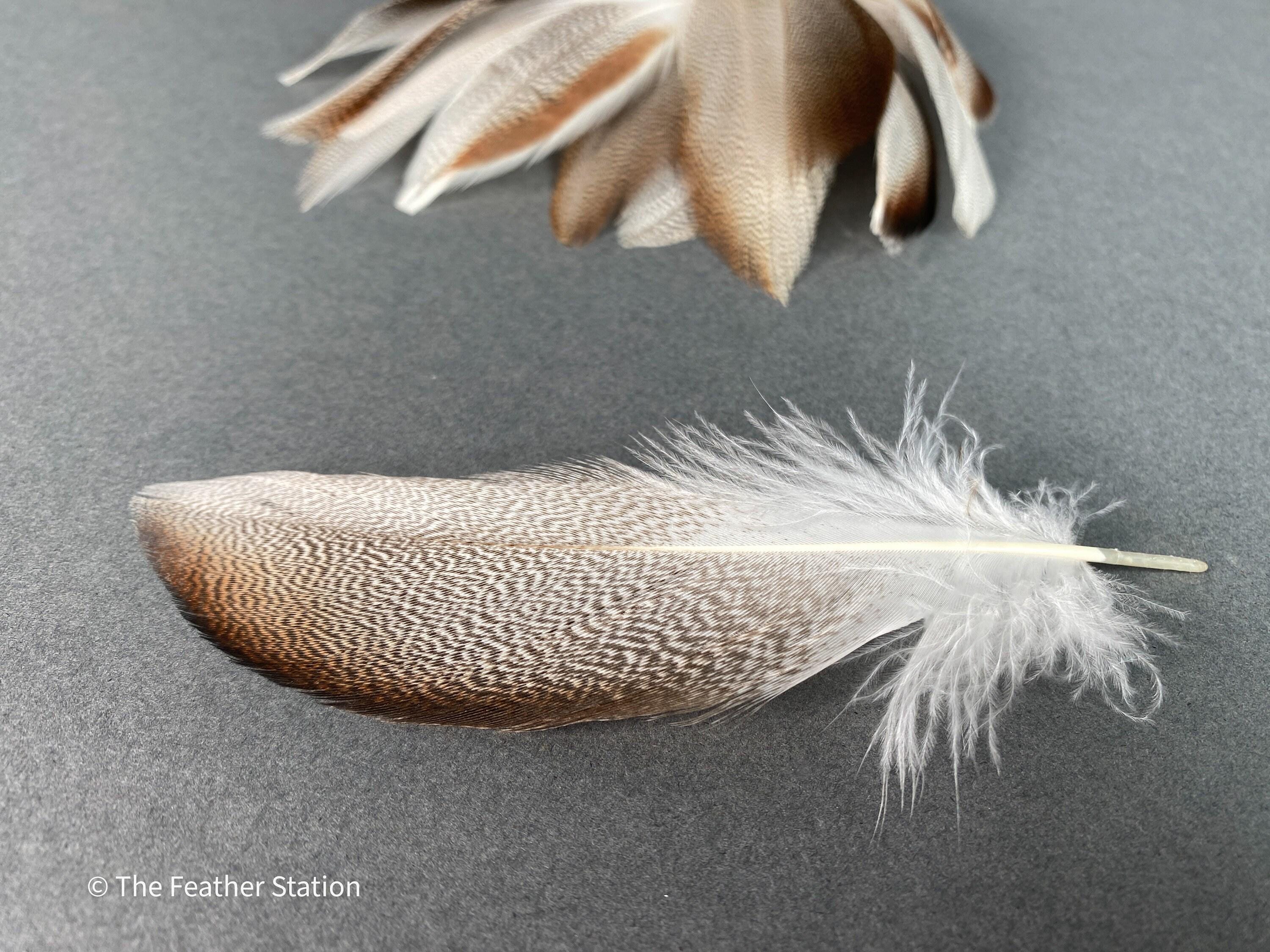 Brown mallard duck speckled flank feather, 4-8 CM cm, 2-3 inch