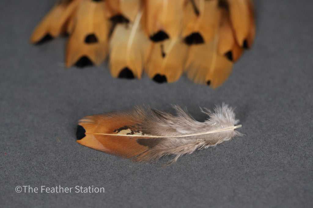 Golden brown pheasant reeves feathers, 3-7 cm, 1-3"