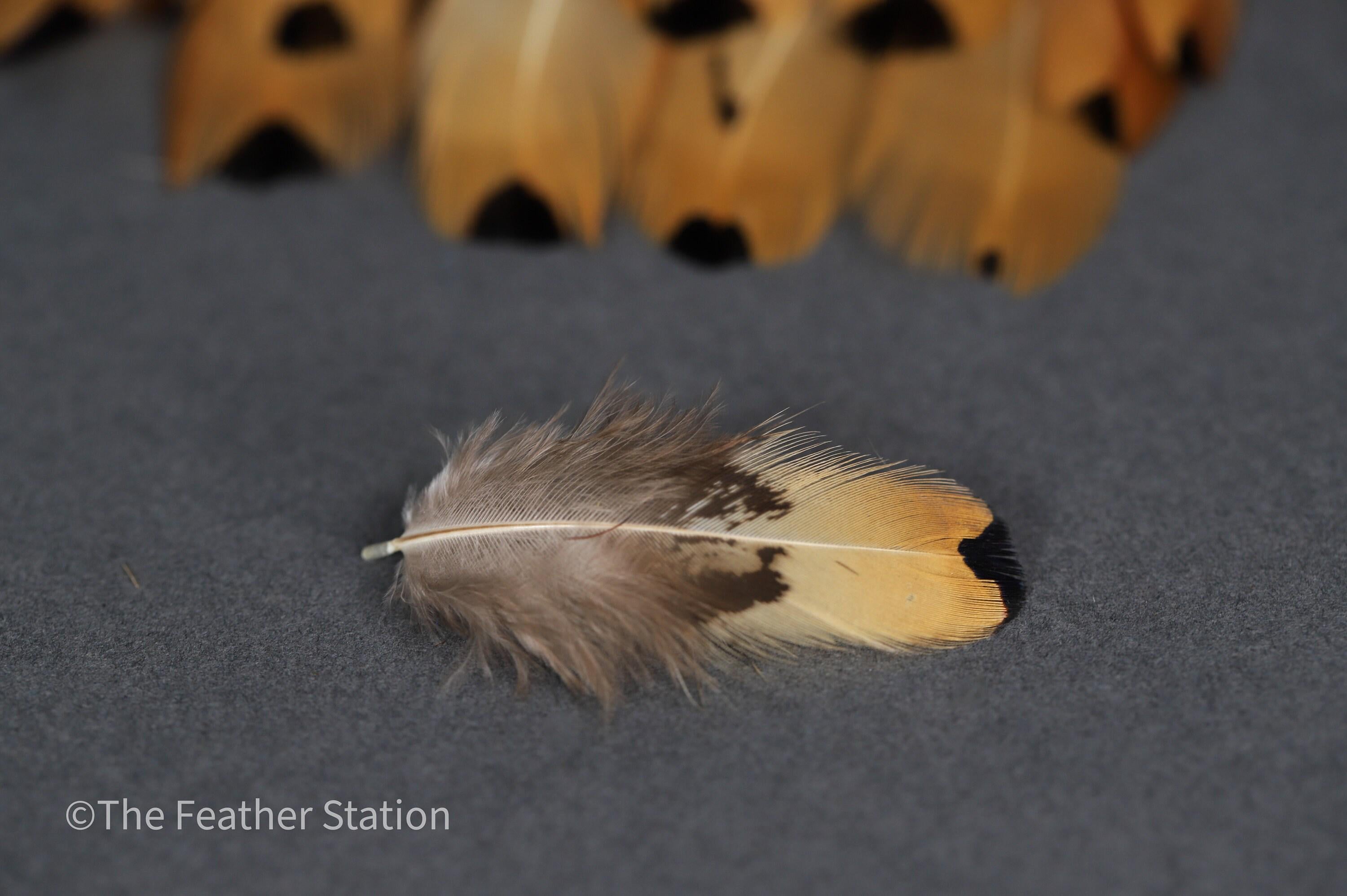Golden brown pheasant reeves feathers, 3-7 cm, 1-3"