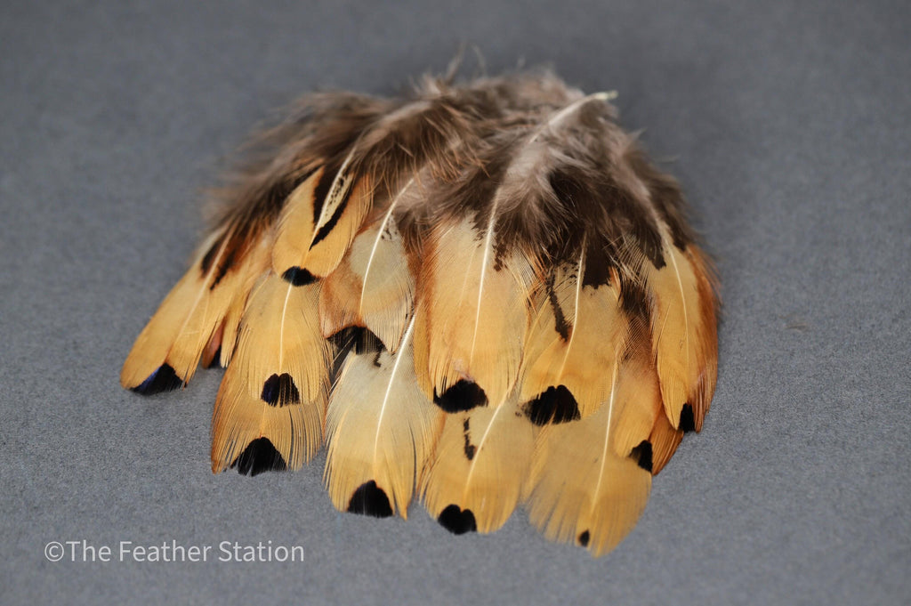 Golden brown pheasant reeves feathers, 3-7 cm, 1-3"