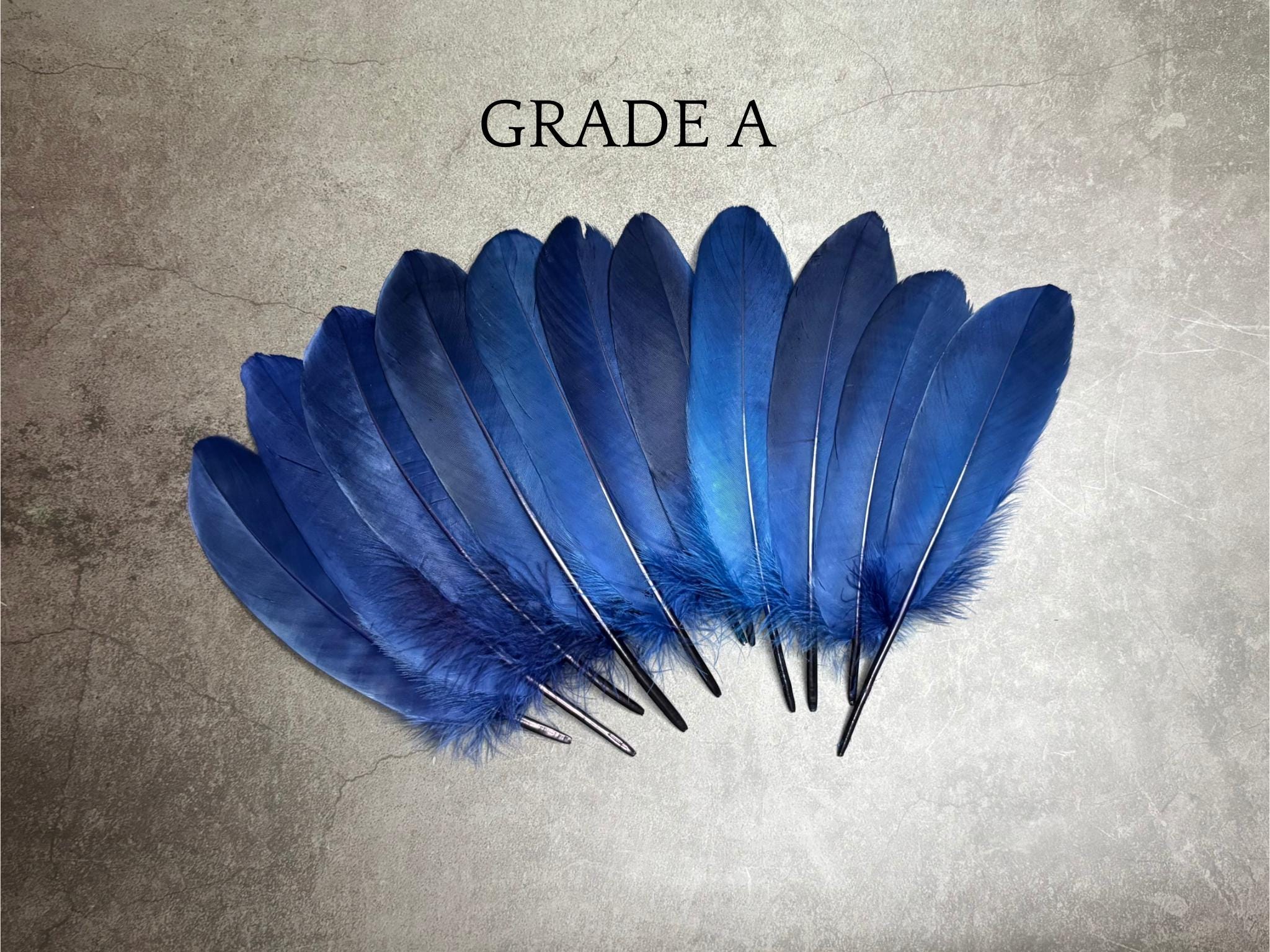 Plumas grandes teñidas de azul reales, 6-8 pulgadas
