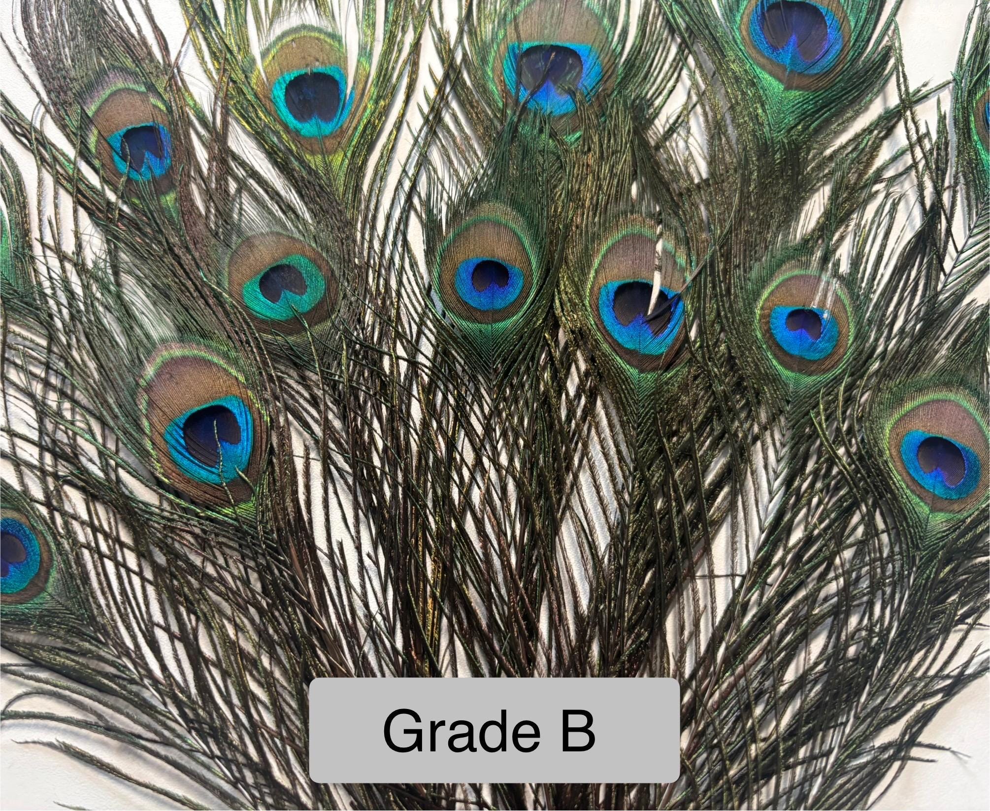 Long Peacock feathers, 10-11, 25-29 cm