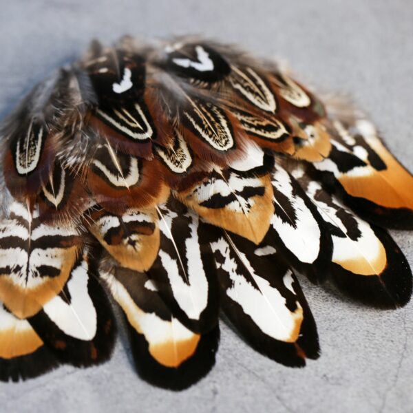 Collection of 20 Reeves Pheasant Feathers, 3-10cm, 1-4"